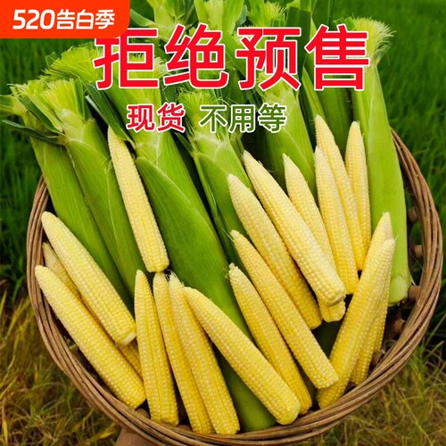 广西玉米芯玉米笋新鲜带皮迷你嫩玉米棒子现摘食用当季蔬菜时令