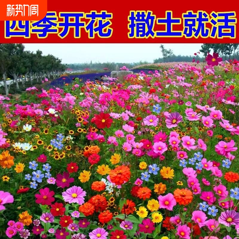 野花组合花种子室外除虫菊花种籽子四季播种开花庭院格桑花种大全