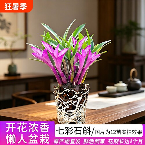 七彩香水石斛室内好养兰花苗
