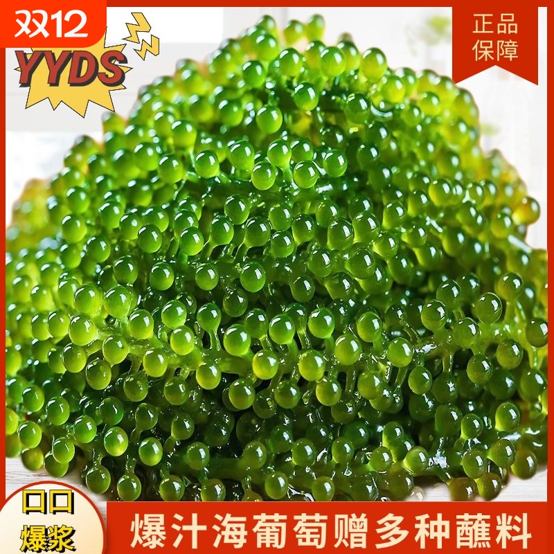 网红海葡萄100g新鲜即食盐渍海带海洋蔬菜绿色鱼子酱海藻菜送芥末
