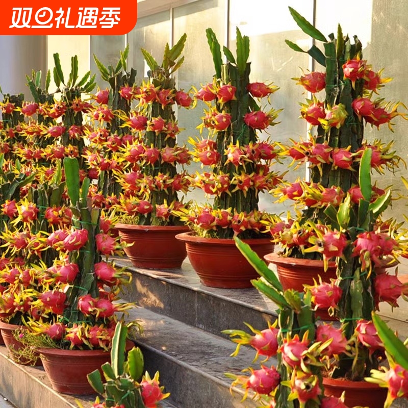 当年结果红心火龙果苗南北方庭院阳台盆栽地栽种植新品火龙果树苗