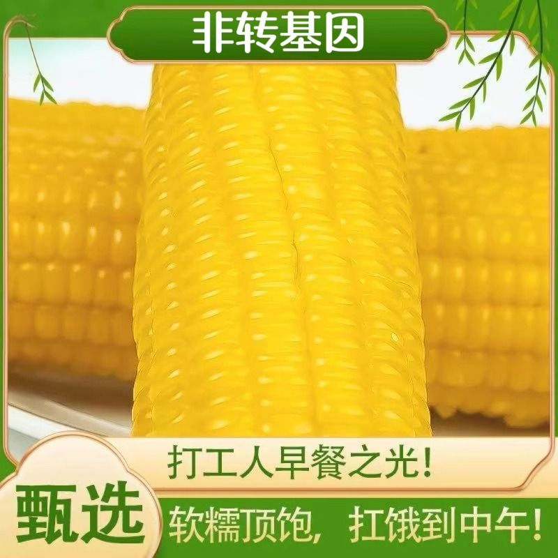 产地直发东北新鲜黄糯玉米软糯香甜低脂代餐非转基因无添加
