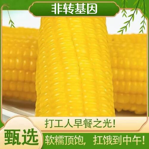 正宗东北新鲜黄糯玉米软糯拉丝独立真空包装寒地黑土一年一季