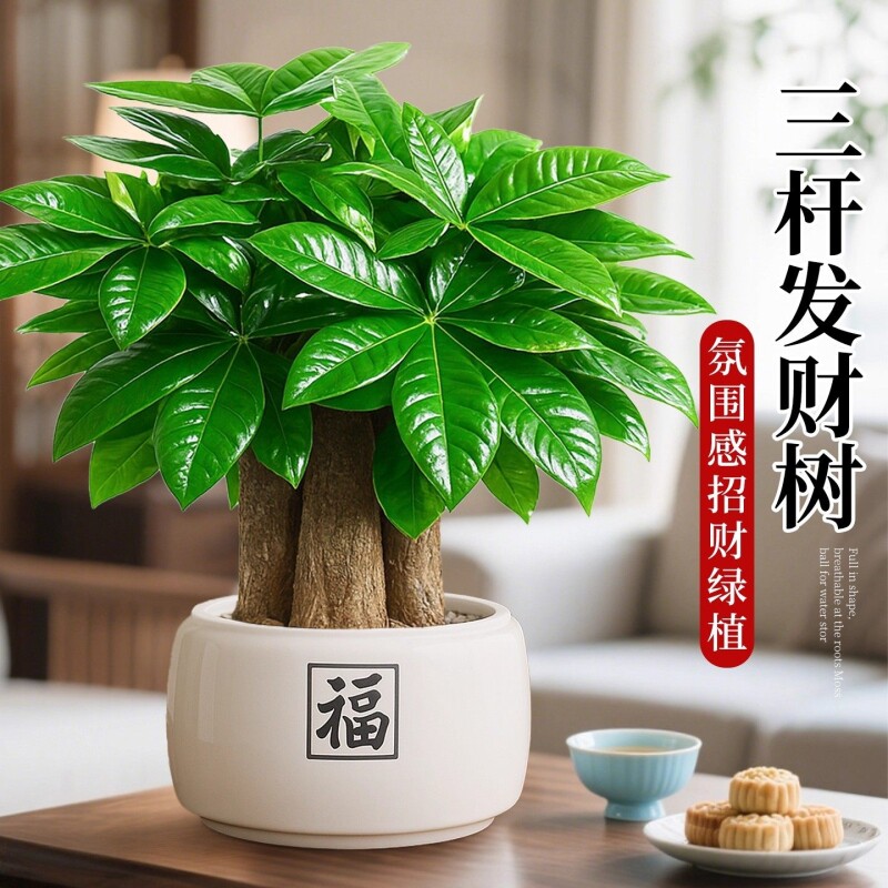 发财树绿植盆栽室内植物客厅摆件小盆景四季常青花卉办公室陶瓷