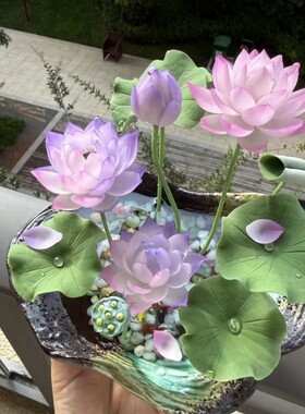 碗莲水培植物四季开花卉好养睡莲种子荷花种籽盆栽室内阳台种子