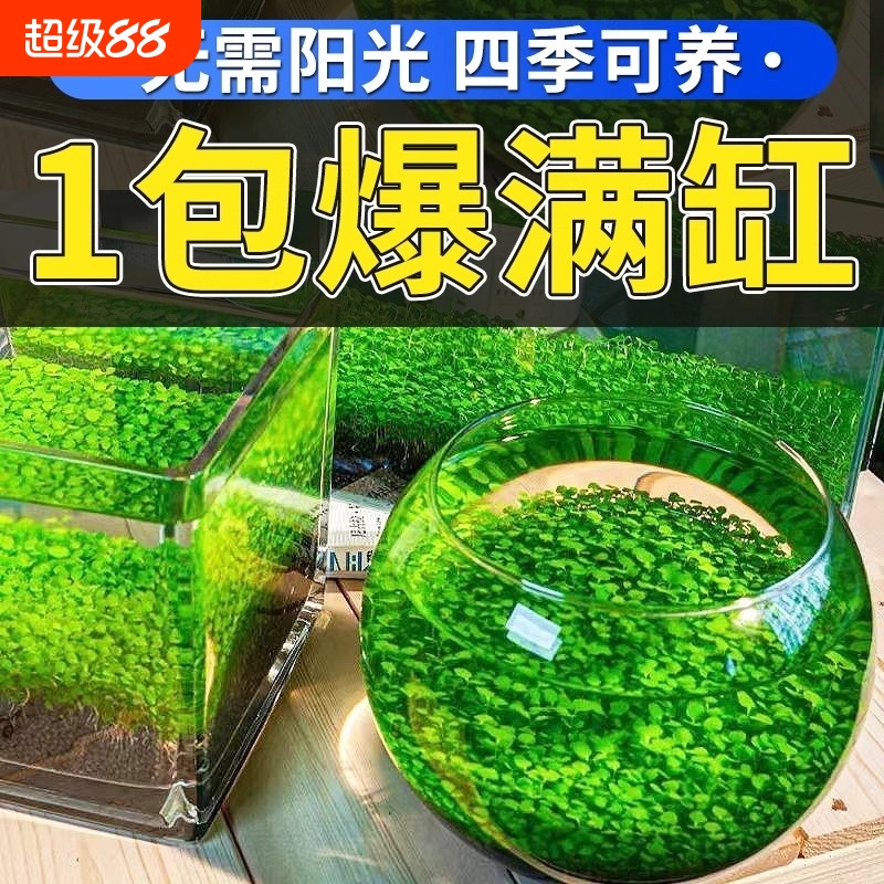 鱼缸水草种子微景观水草泥桌面盆栽水培植物玻璃瓶水造景对叶草籽