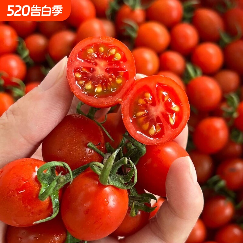 阳光圣女果小番茄新鲜樱桃小西红柿孕妇水果现摘现发