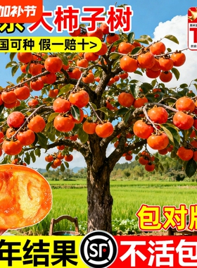 柿子树苗南北方种植庭院果树特太秋日本阳丰脆甜地栽大柿子树果苗