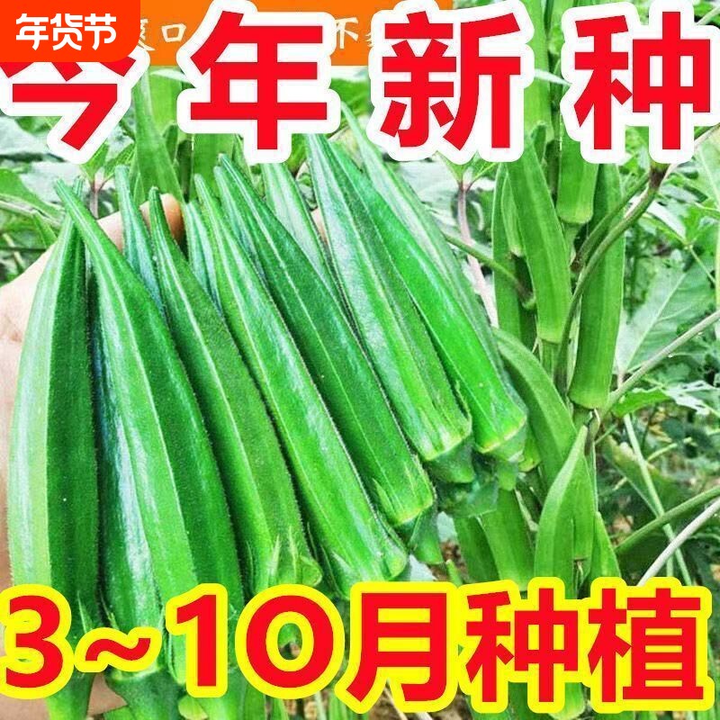 不易老水果秋葵种子生吃好种的水果黄色秋葵籽蔬菜