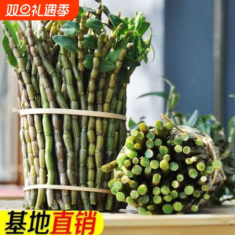 正品铁皮石斛鲜条500g中药材枫斗三四五年生基地霍山新干花粉