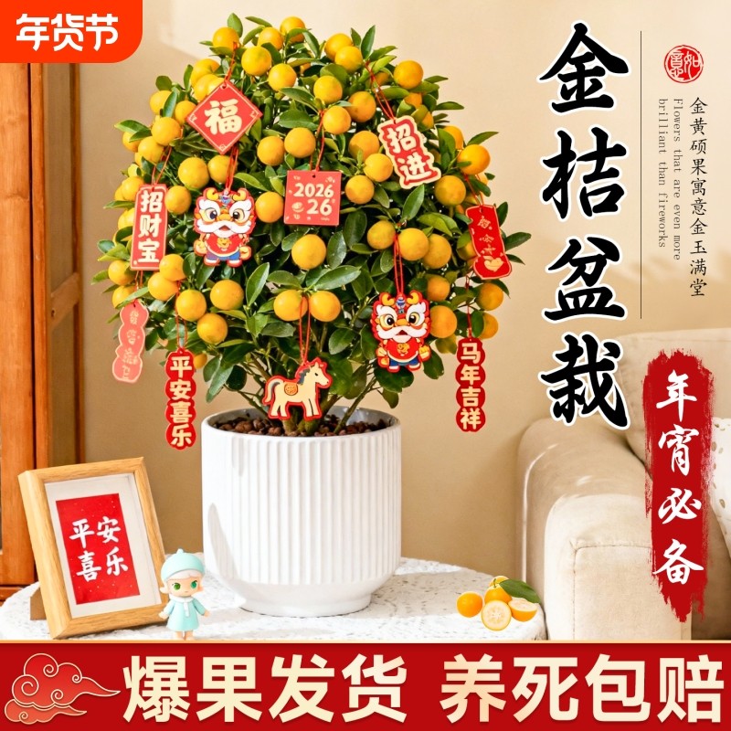 四季金桔树年桔盆栽带果年宵花可食用小橘子客厅室内好养绿植盆景