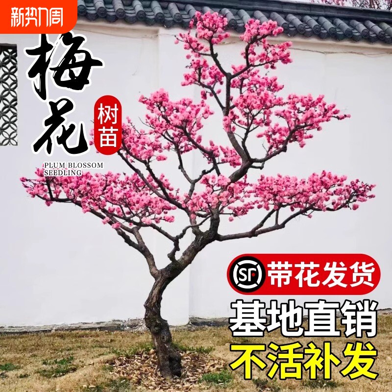 梅花树苗庭院盆栽室外耐寒冬梅红梅腊梅浓香地栽盆景四季花卉植物