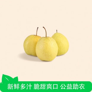 河北赵县雪花梨5斤装单果300g新鲜雪梨可口鲜甜梨子