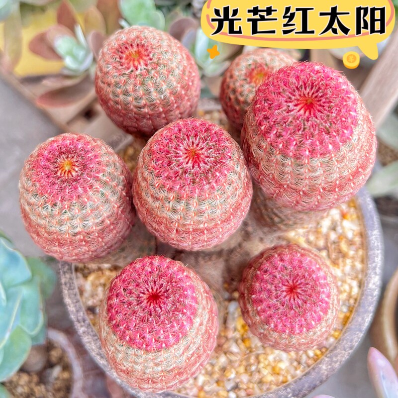 红太阳实生仙人球开花懒人好养仙人掌多肉室内办公桌防辐射小盆栽