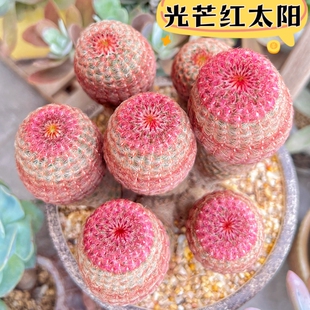 红太阳实生仙人球开花懒人好养仙人掌多肉室内办公桌防辐射小盆栽