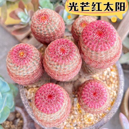 红太阳实生仙人球开花懒人好养仙人掌多肉室内办公桌防辐射小盆栽