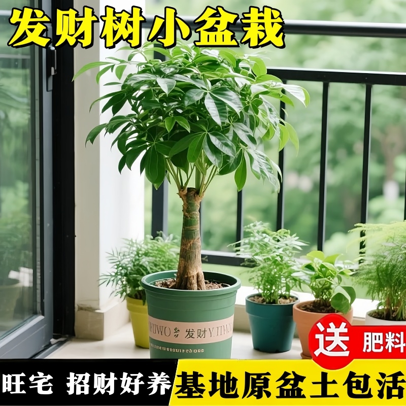 发财树小盆栽摆件办公室内客厅招财树老桩旺宅乔迁之喜绿植物盆景