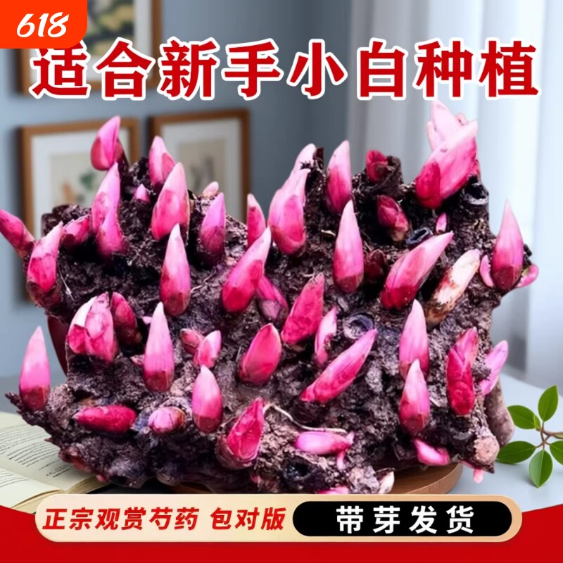 重瓣芍药花苗带芽鲜花卉盆栽地载牡丹花种根耐寒植物特大号抢先
