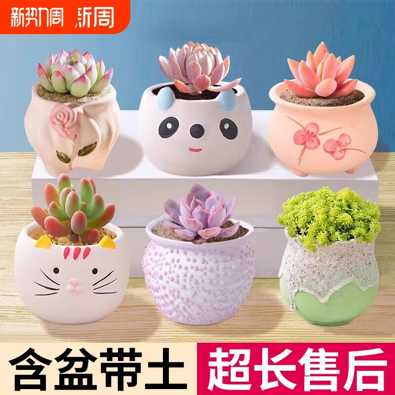 多肉植物室内大颗小盆栽好养办公室内桌面仙人球花卉绿植仙人掌