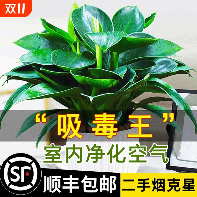 金钻盆栽绿萝箩室内植物花卉水培绿植客厅好养多肉新房吸除去甲醛