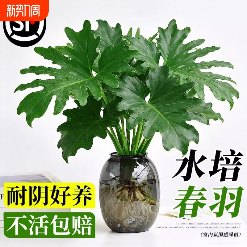 春羽水培植物盆栽室内客厅办公室桌面花卉大叶龟背竹好养绿植