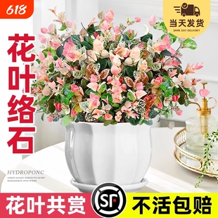 花叶络石四季花卉盆栽彩络叶吊篮爬藤苗绿植植物垂吊吊兰耐寒阳台
