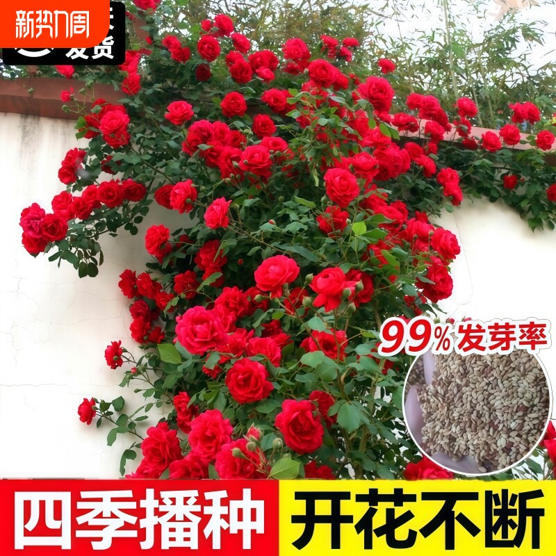 蔷薇花种籽子室外播种花籽爬墙植物四季开花卉庭院爬藤月季花种子