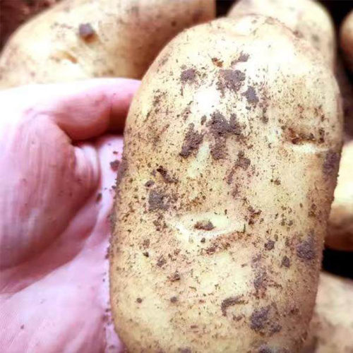 贵州高原山老品种土豆新鲜黄皮