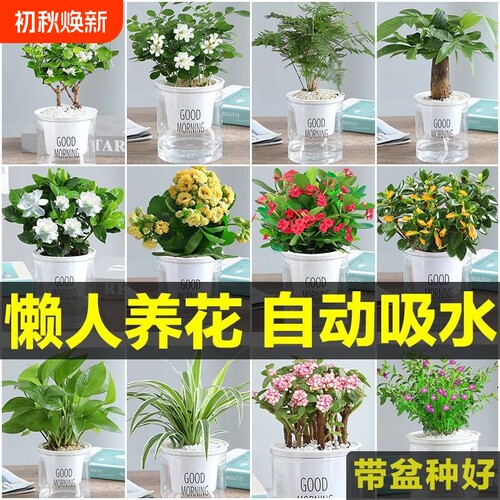 绿萝花卉盆栽小绿植水培好养室内多肉植物净化空气客厅桌面长寿花