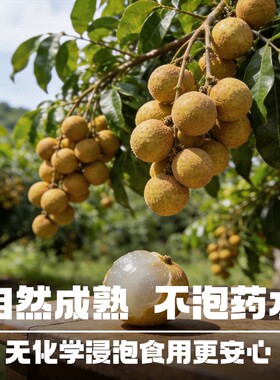 【顺丰冷运】广东石硖龙眼新鲜桂圆新鲜大果肉大核小应季水果包邮