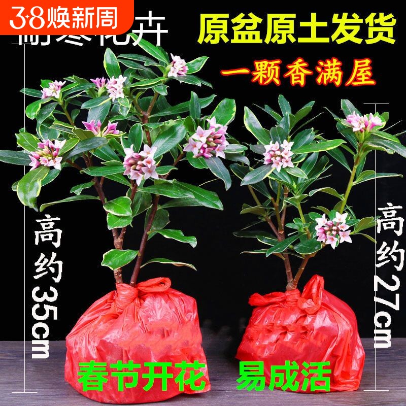 金边瑞香盆栽带花苞耐寒花卉冬季开花四季常青植物瑞香花苗年宵花