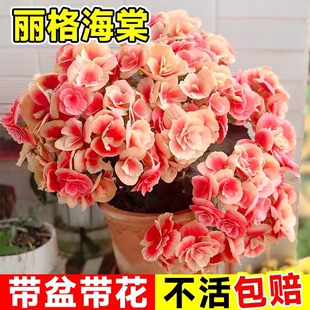 重瓣丽格海棠花盆栽带花客厅天竺葵室内长寿花卉植物阳台四季开花