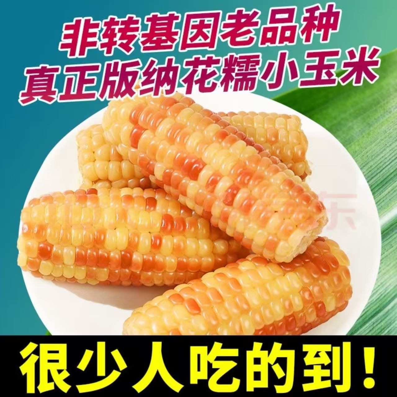 云南西双版纳小花糯玉米新鲜真空包装低脂小玉米香甜玉米即食代餐