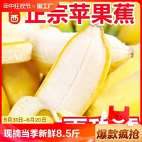 现摘苹果蕉当季新鲜水果9斤整箱自然熟banana小米蕉香蕉粉蕉