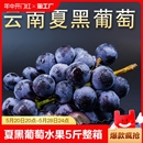 包邮 云南夏黑葡萄无籽新鲜提子水果5斤整箱黑提萄葡巨峰 现货