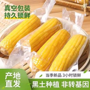 25年新玉米鲜糯玉米10支黄糯玉米大棒真空装 早餐非即食东北玉米