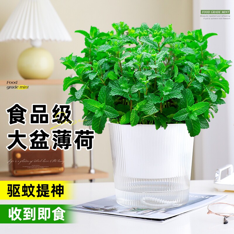 大盆薄荷盆栽可食用大苗室内驱蚊绿植迷迭香四季香草植物猫薄荷叶