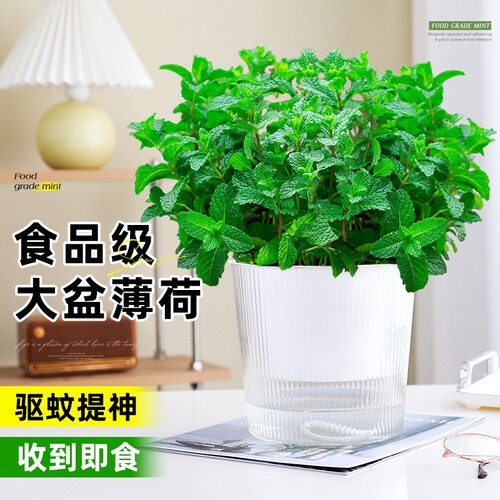 大盆薄荷盆栽可食用大苗室内驱蚊绿植迷迭香四季香草植物猫薄荷叶