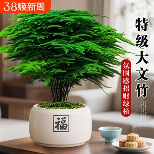 大文竹盆栽招财旺宅桌面盆景办公室内客厅茶室禅意绿植物四季摆放