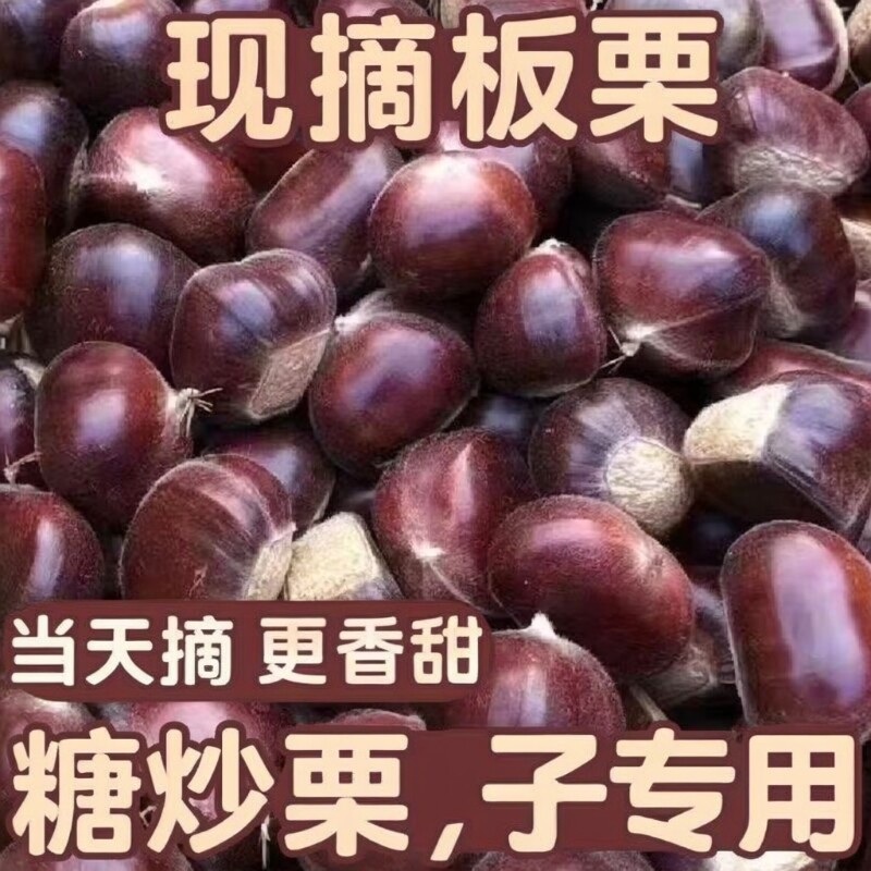 野生【特大板栗王】新鲜现摘丹东生板栗粉糯甜当季毛栗子净重发货
