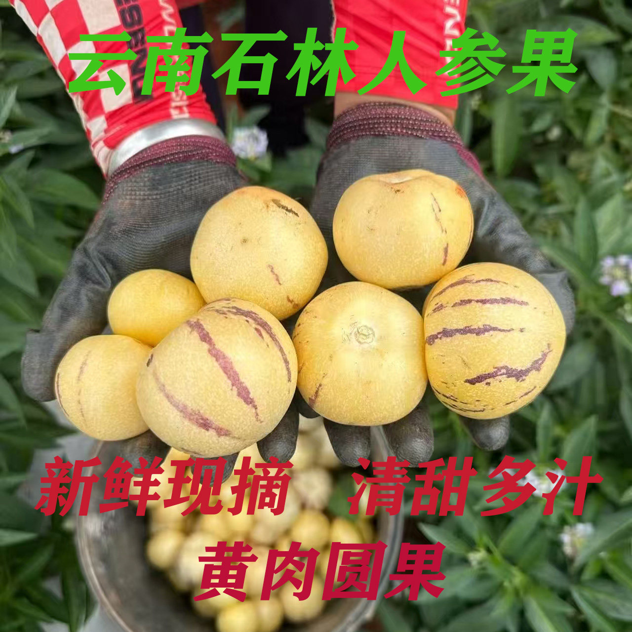 云南石林树熟人参果圆果大果新鲜当季现摘黄肉黄心人参果普箱装,水产肉类/新鲜蔬果/熟食,人参果,淘宝优惠券,粉丝福利购,淘宝优惠卷
