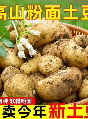 黄心大土豆新鲜农家洋芋