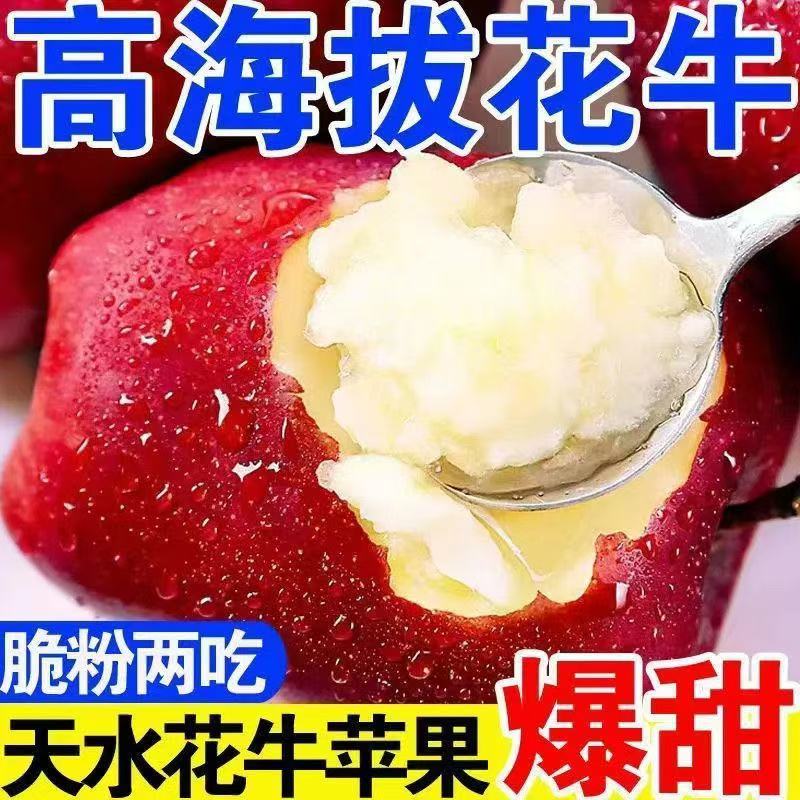 甘肃天水花牛苹果蛇果粉面香甜宝宝辅食刮泥老人新鲜水果采摘苹果
