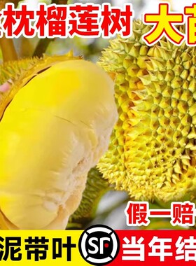 当年结果金枕榴莲树果苗猫山王南北方四季种植广西嫁接大果树盆栽