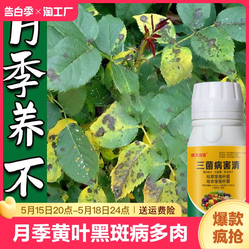 月季黄叶黑斑病白粉病多肉花卉通用三菌病害清微生物杀虫病虫害 鲜花速递/花卉仿真/绿植园艺 家庭园艺肥料 原图主图