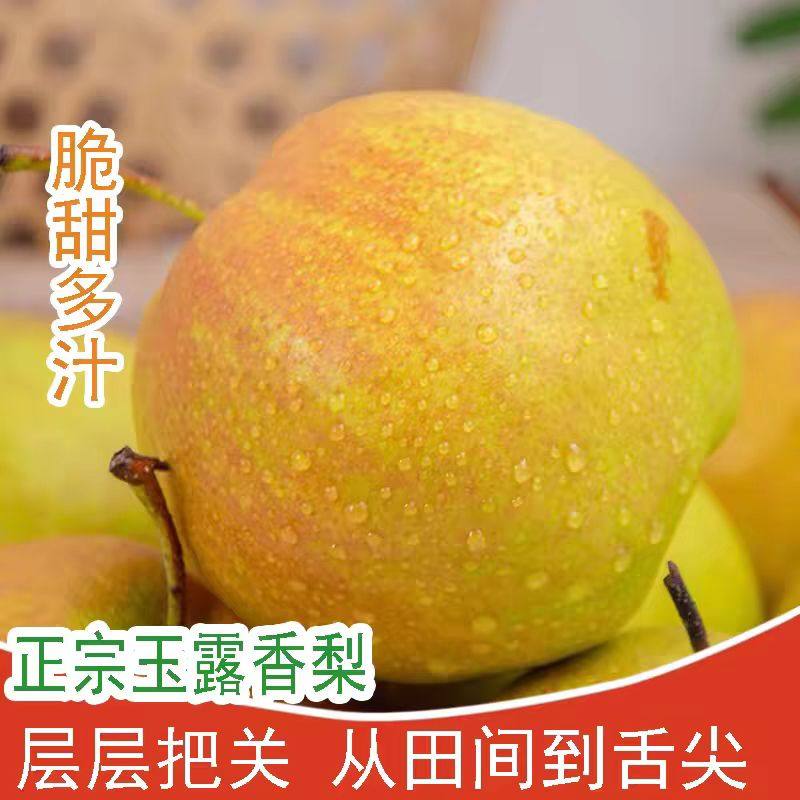 正宗山西玉露香梨薄皮脆甜当季孕妇新鲜现摘水果玉露香梨脆甜多汁,水产肉类/新鲜蔬果/熟食,梨,淘宝优惠券,粉丝福利购,淘宝优惠卷
