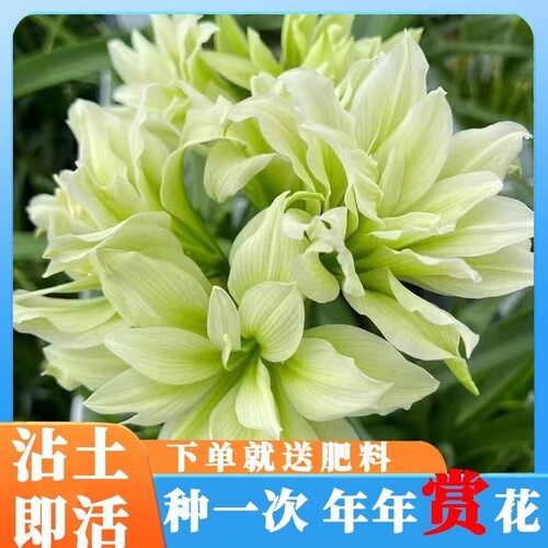 重瓣朱顶红大花开花阳台庭院耐寒盆栽耐阴客厅多年生童话双绿土培