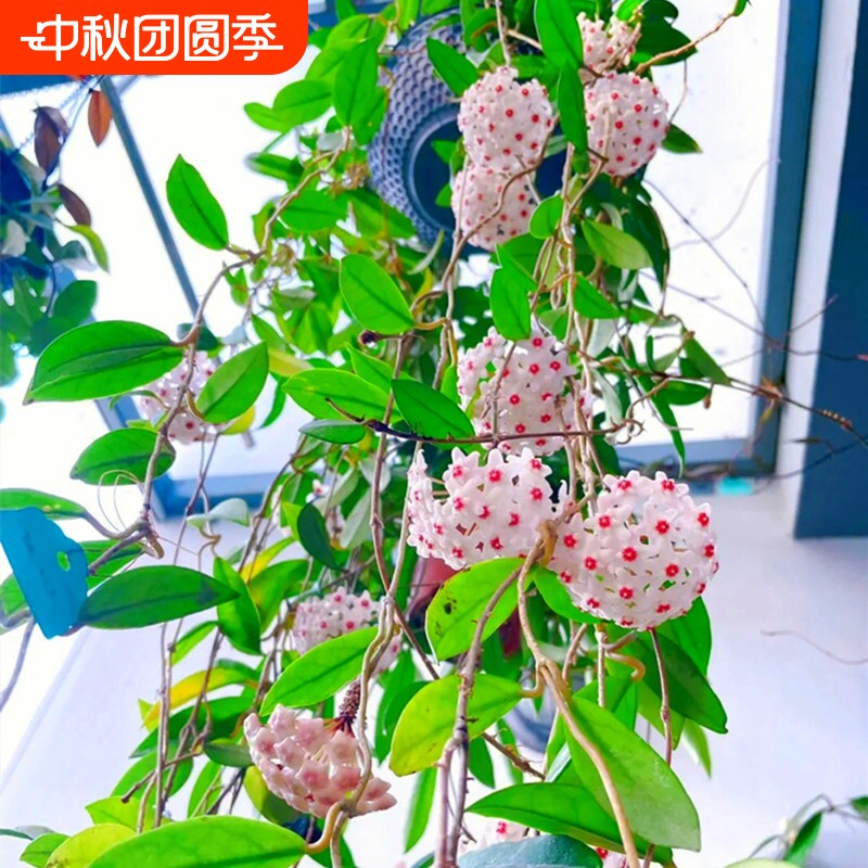 球兰花盆栽大苗垂吊铃兰带花花卉室内爬藤绿植物吊兰多肉客厅开花图片