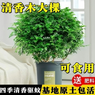 清香木大颗盆栽叶子可食用老桩正宗室内绿植净化空气驱蚊树苗盆景