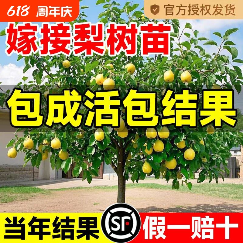 梨树果苗沙梨树秋月梨子树苖地栽嫁接苗当年结果梨树苗果树种植
